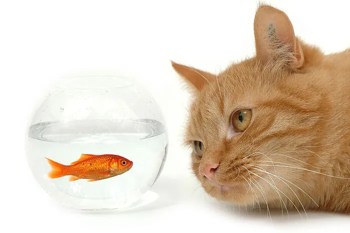 Wenn ich mit meiner Katze spiele, bin ich nie ganz sicher, ob nicht ich ihr Zeitvertreib bin. Michel de Montaigne, Philosoph, Humanist und Begründer der Essayistik