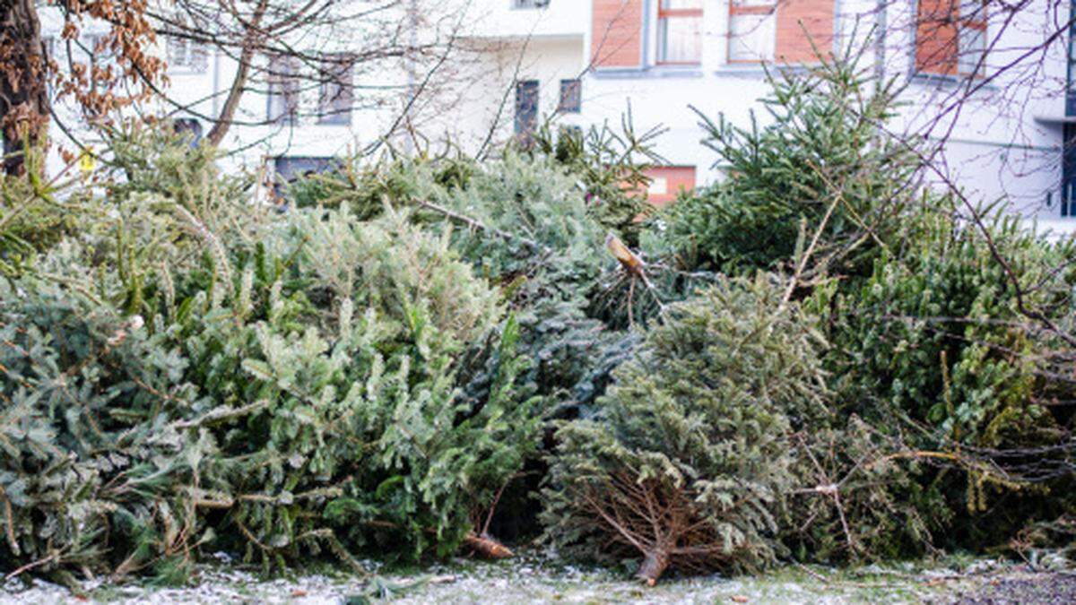 Viele Haushalte trennen sich dieser Tage von ihren Christbäumen