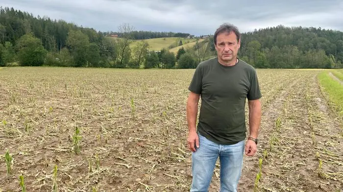 Franz Silly, Stv. Kammerobmann von Deutschlandsberg, auf einem zerstörten Maisfeld 
