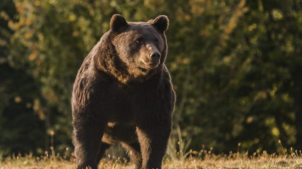 Der Vorfall von Mittwoch ist die &quot;dritte kritische Begegnung&quot; eines Bären mit Menschen in Slowenien in kurzer Zeit