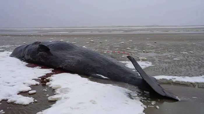Kommerzieller Walfang ist in Island erlaubt
