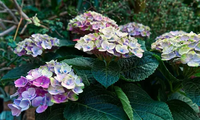 Farben und neue Züchtungen gibt es viele