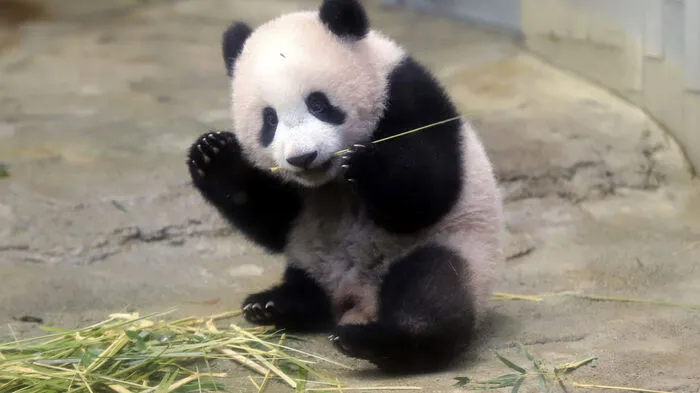 Das Panda-Mädchen mit dem chinesischen Namen Xiang Xiang (etwa: Süßer Duft) bereitet sich auf seinen ersten Auftritt vor großem Publikum vor.