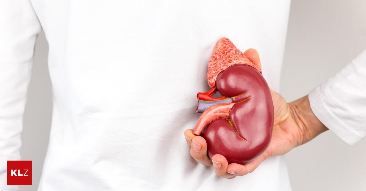 Mehr-als-Urin-Die-Niere-leidet-leise-Wie-Sie-das-Organ-sch-tzen