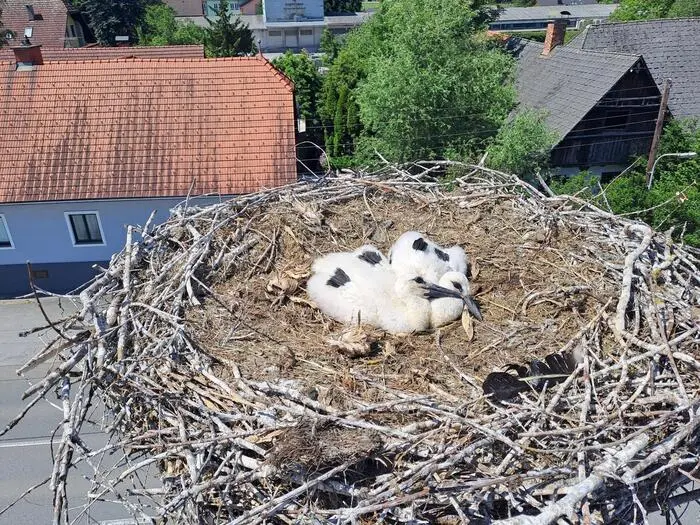 Die beiden Küken im Horst im Ortszentrum von Krottendorf-Gaisfeld