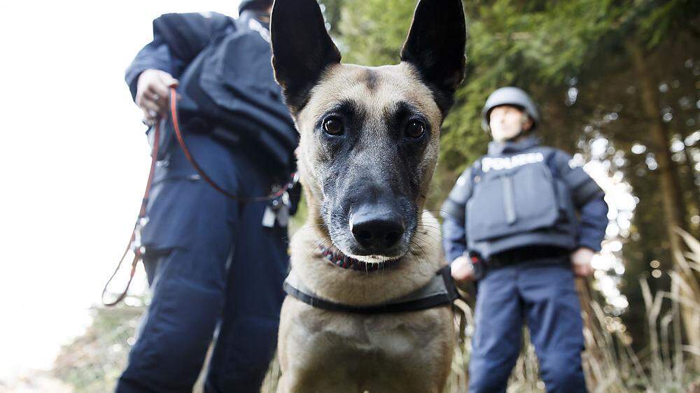 21 Polizeidiensthunde gibt es in Kärnten (Sujetfoto)