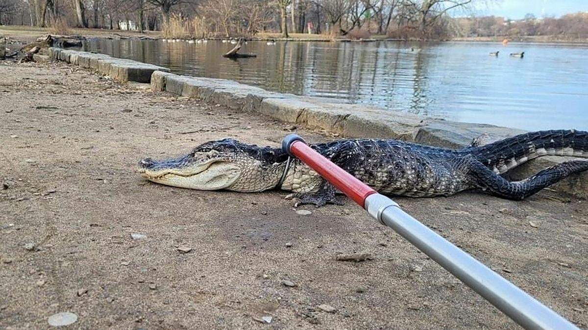 Der 1,2 Meter lange Alligator