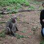 Wissenschaftlerin Lena Pflüger ist von der „Sozialkompetenz“ der Makaken beeindruckt