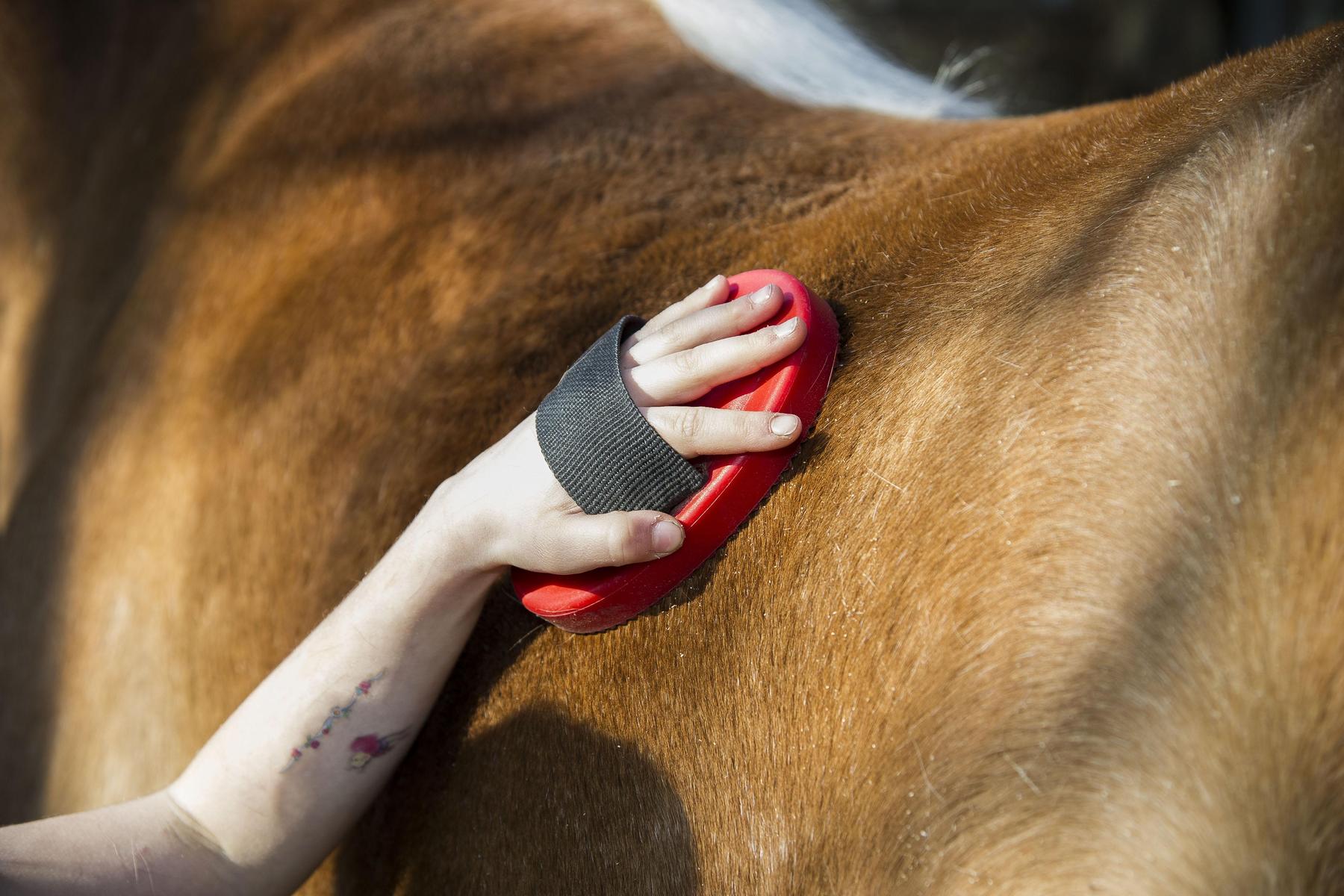 Pferd scheute: Osttirolerin (50) von Hufen am Kopf getroffen