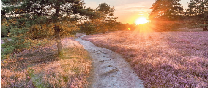 Erleben Sie das Naturerlebnis Lüneburger Heide