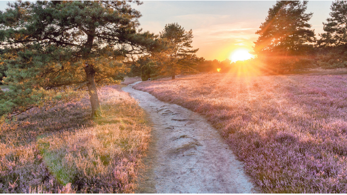 Erleben Sie das Naturerlebnis Lüneburger Heide