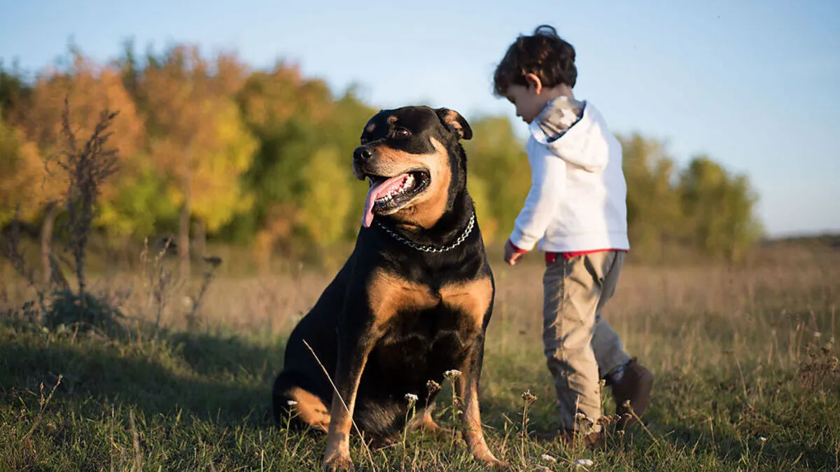 Rottweiler gelten durchaus als familienfreundlich. Was im Einzelfall keine Garantie ist, dass ein Tier nicht zubeißt