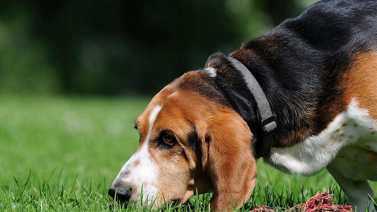 Hundebesitzer sollen beim Spazierengehen achtsam sein 