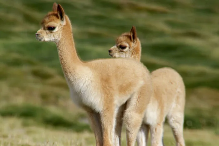 Um hier schnell genug zu sein, um dem Puma zu entwischen, haben Vikunjas - wilde Verwandte der Lamas - besonders große Lungen und Herzen.