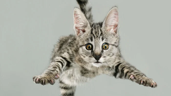 Gestatten: Jambo Freddy, eine Savannah-Katze. Wie Julia Christe auf die Idee für dieses Buch kam? "Das habe ich Max, Socks und Dreizehn zu verdanken – unseren eigenen Katzen (Anm. d. Red.). Eigentlich bin ich ein überzeugter Hundemensch, aber dann fand ich auf unserem Hof einen Wurf ganz junger Kätzchen. Ihre Mutter war eine dieser sehr scheuen verwilderten Katzen – und so kommt es, dass wir auf unserem Hof nun drei zutrauliche Katzen haben. Die ganze Geschichte erzähle ich im Buch… Das Buch selbst ist die logische Fortsetzung der "fliegenden Hunde", die vor zwei Jahren in den USAund vor einem Jahr in Deutschland erschienen sind," erzählt die Fotografin.