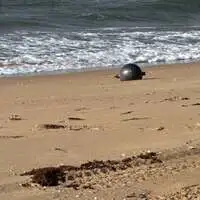 Die Trümmerteile liegen am Strand verteilt