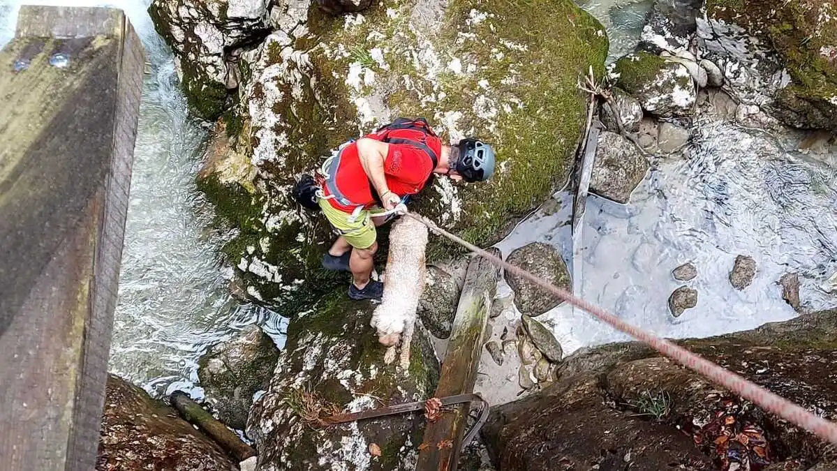 Ein Bergretter wurde zu dem Hund abgeseilt