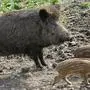 Wildschweine queren auf der Suche nach Unterständen immer öfter die S 37