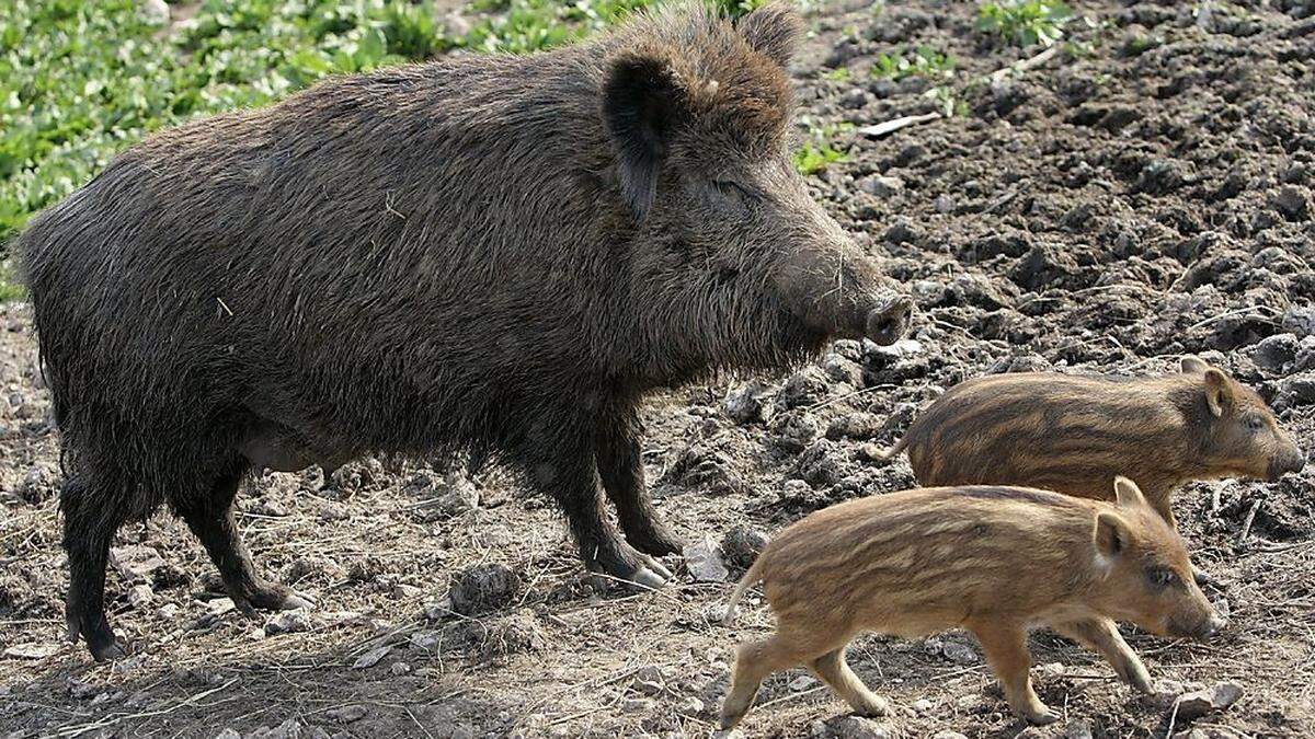 Wildschweine queren auf der Suche nach Unterständen immer öfter die S 37