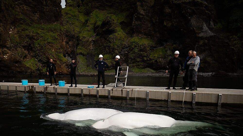 Die zwei weiblichen Belugas Little White und Little Grey seien erstmals aus ihrem abgetrennten Meeresgehege vor Islands Küste freigelassen worden