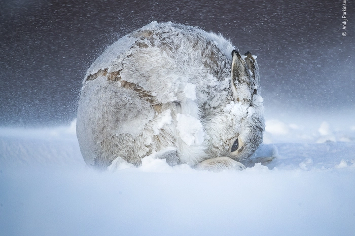 49.000 Einsendungen gab es insgesamt, ganze vorne dabei war auch dieses Bild von Andy Parkinson. "Hare Ball" (etwa: "Feldhasen-Kugel") zeigt einen Hasen in Form eines Balls, der versucht, bei Eiseskälte im "Cairngorms National Park" Fellpflege zu betreiben.