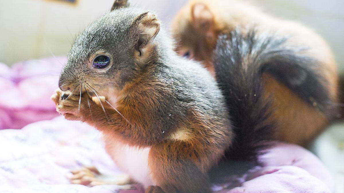 Verletzte Wildtiere sollen schon bald beim Verein Wildtiere in großer Not wieder betreut werden können 