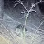 Schwarz-Weiß Nachtaufnahme einer Wildkamera, in einem Waldstück, wo ein Wolf durch das Bild geht