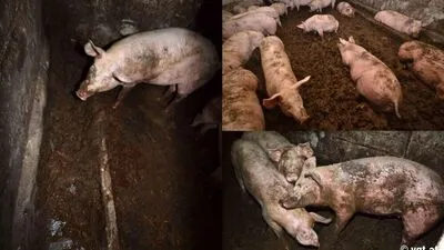 Szenen aus dem Video. Wegen der großen Menegen an Kot, wurde danach eine neue Einstreuung angeordnet. 