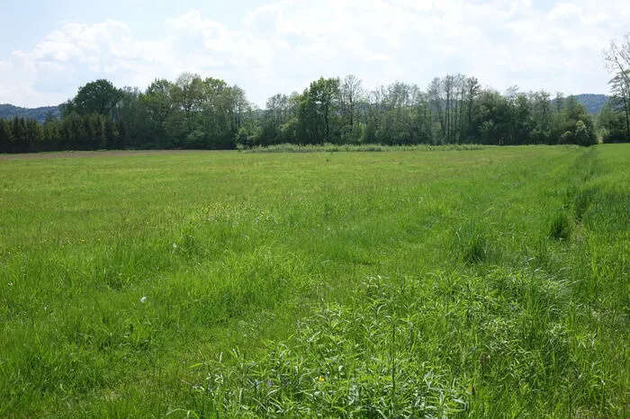 Tiere und Pflanzen werden dorthin umgesiedelt. Das sind Maßnahmen, damit ihr Lebensraum erhalten bleibt.