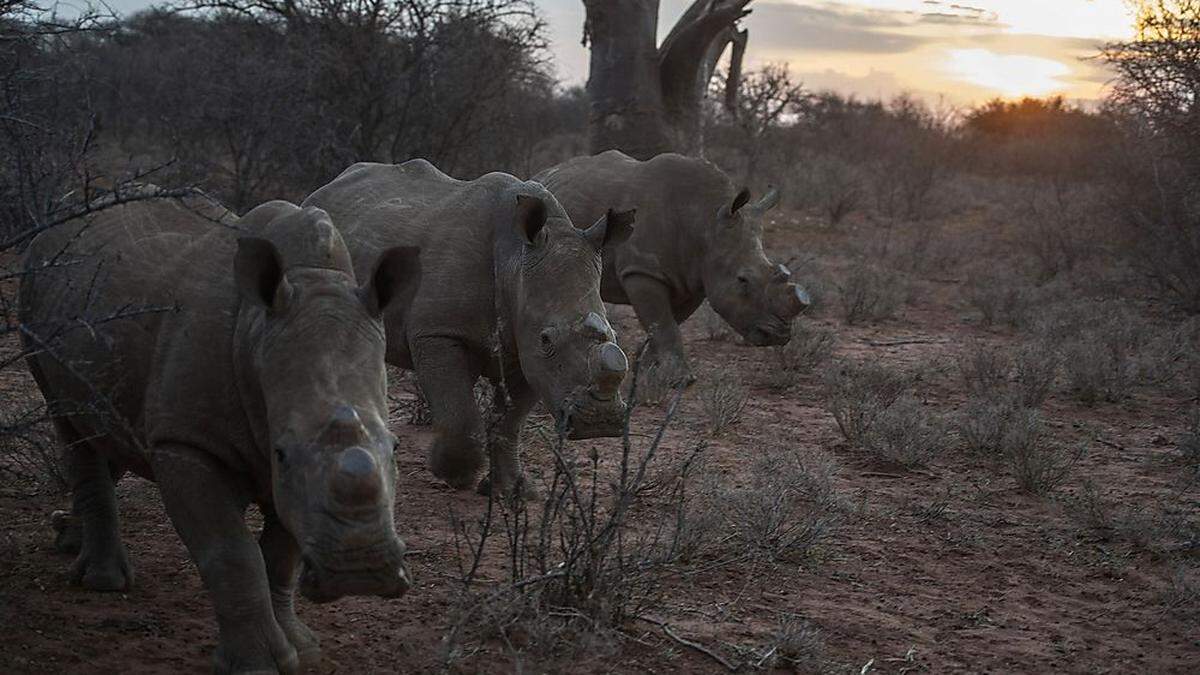 Im Kuduland-Reservat (Südafrika)  werden Nashörner zum Schutz vor Wilderern enthornt