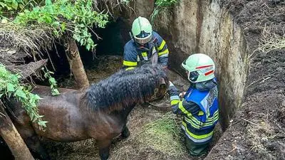 Die Feuerwehrmitglieder beruhigten den jungen Hengst und befreiten ihn aus seiner misslichen Lage