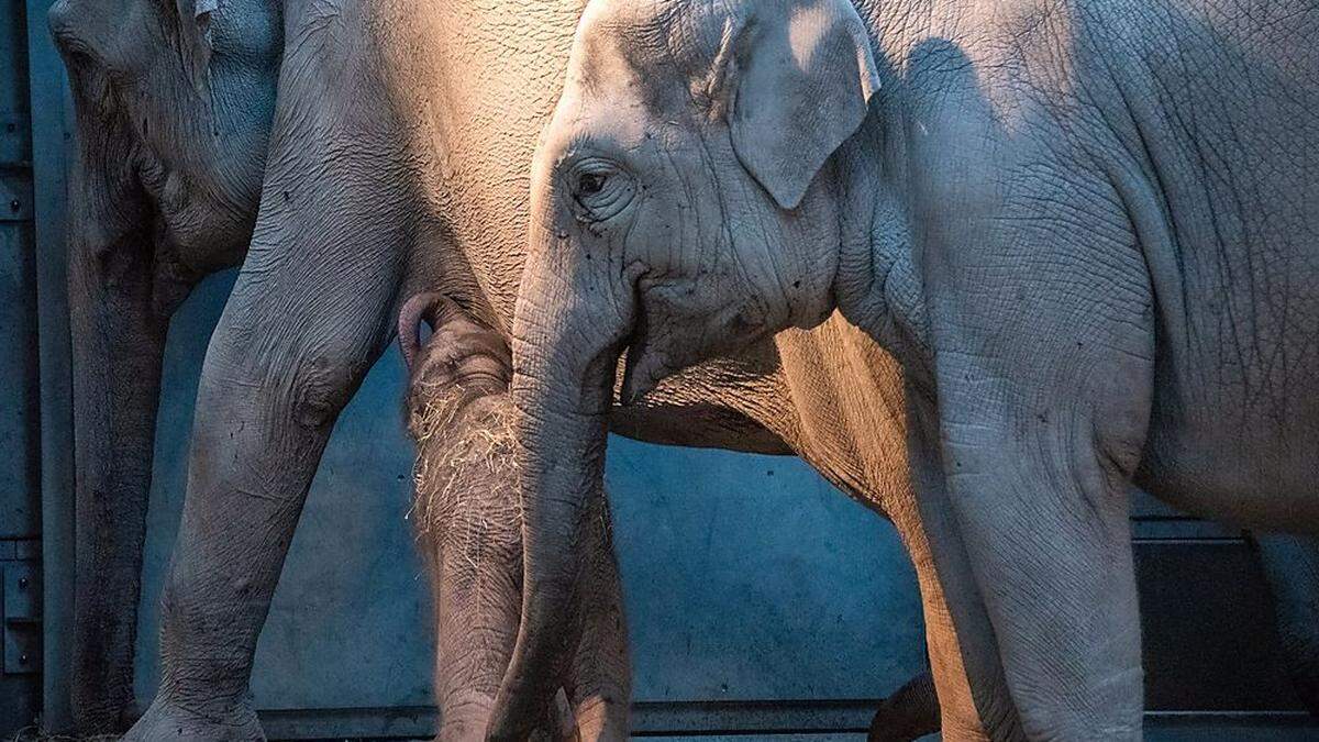 Elefantengehege im Züricher Zoo