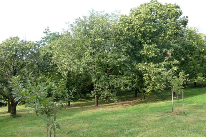 Rund 300 Bäume umfasst der 50 Jahre alte Obstgarten.