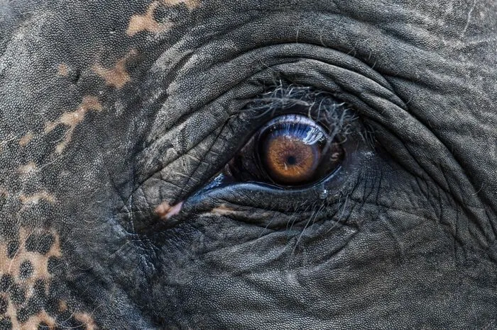 Der südchinesische Landesteil Yunnan grenzt an Myanmar, Laos und Vietnam, und es kommt immer wieder vor, dass wilde Elefanten dort Felder oder Dörfer durchqueren. Ein Elefant auf der Straße ist also kein außergewöhnlicher Anblick für die Bewohner die in der Nähe der Heimat der Tiere an der Grenze zu Myanmar und Laos wohnen...