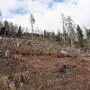 Die Wälder im Mölltal wurden durch das Sturmtief Vaia 2018 und danach durch den Borkenkäfer stark in Mitleidenschaft gezogen