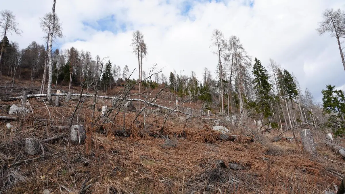 Die Wälder im Mölltal wurden durch das Sturmtief Vaia 2018 und danach durch den Borkenkäfer stark in Mitleidenschaft gezogen