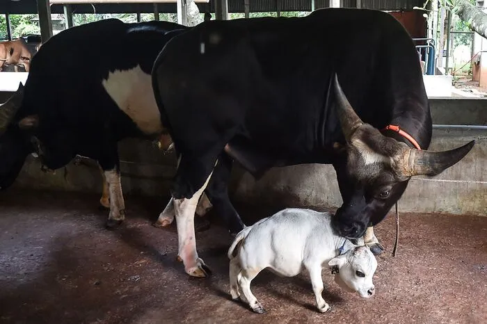 Das 23 Monate alte Tier lebt auf einem Bauernhof in Charigram, südwestlich von Dhaka. Rani ist 66 Zentimeter lang und wiegt gerade einmal 26 Kilo.