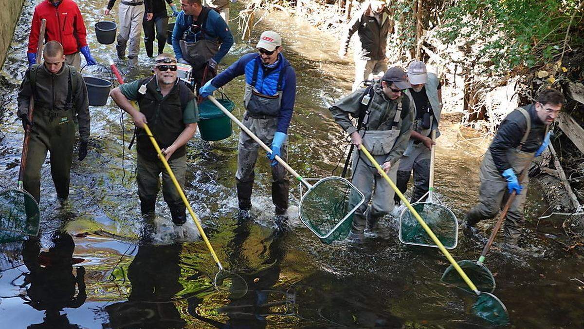 Fischrettungsaktion im Mühlgang