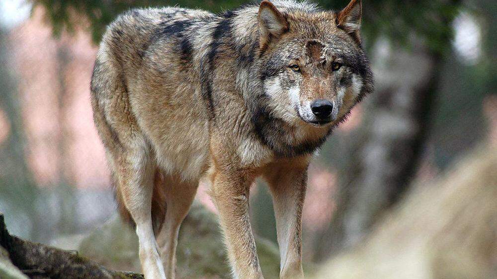 Der Wolf macht Tiroler Almbauern zu schaffen