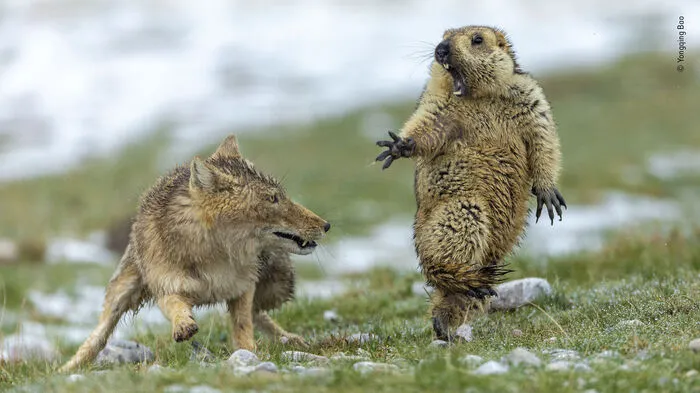 Der chinesische Fotograf Yongqing Bao ist der Gewinner des diesjährigen "Wildlife Photographer of the Year"-Bewerbs des Natural History Museum in London. Er fing einen ganz besonderen Moment in den Bergen Zentralchinas ein. Dieses Himalaya-Murmeltier war nicht lange im Winterschlaf, als es von einer tibetischen Fuchsmutter mit drei hungrigen Jungen überrascht wurde. Yongqing hielt den Angriff fest - die Macht des Raubtiers, das seine Zähne entblößt, der Schrecken seiner Beute, die Intensität von Leben und Tod, die in den Gesichtern der Tiere geschrieben steht.  