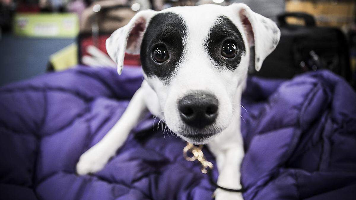 Der Hund gab ab Ausbruch des Feuers laut (Symbolfoto)