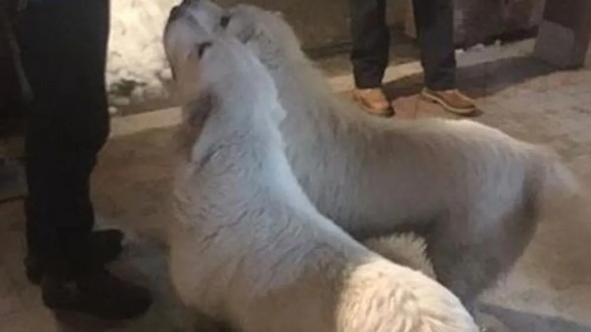 Die geretteten Hunde