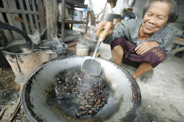 Insekten sind übrigens in vielen Teilen der Welt aufgrund ihres hohen Eiweißgehalts eine proteinreiche Nahrungsquelle und Delikatesse. Auf asiatischen Märkten werden an Ständen frittierte Heuschrecken, Zikaden oder Käfer als Snack angeboten.