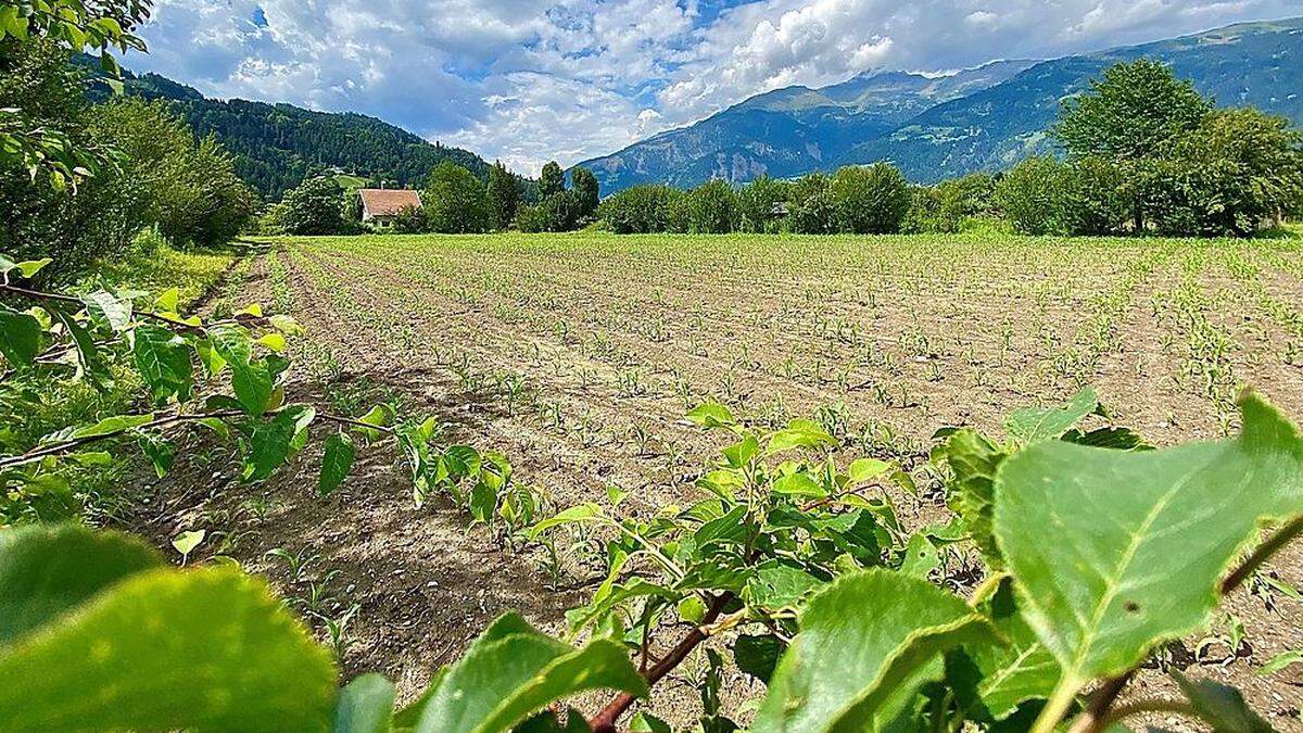 Diese landwirtschaftliche Fläche erhitzt die Gemüter