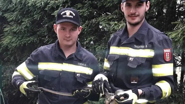 Auf dem Schlossberg verfing sich die Äskulapnatter in einem Drahtzaun. Die Feuerwehr rettete das Tier, in der Klinik ACC in Rosental wurde das Drahtgeflecht entfernt, die Schlange blieb unverletzt.