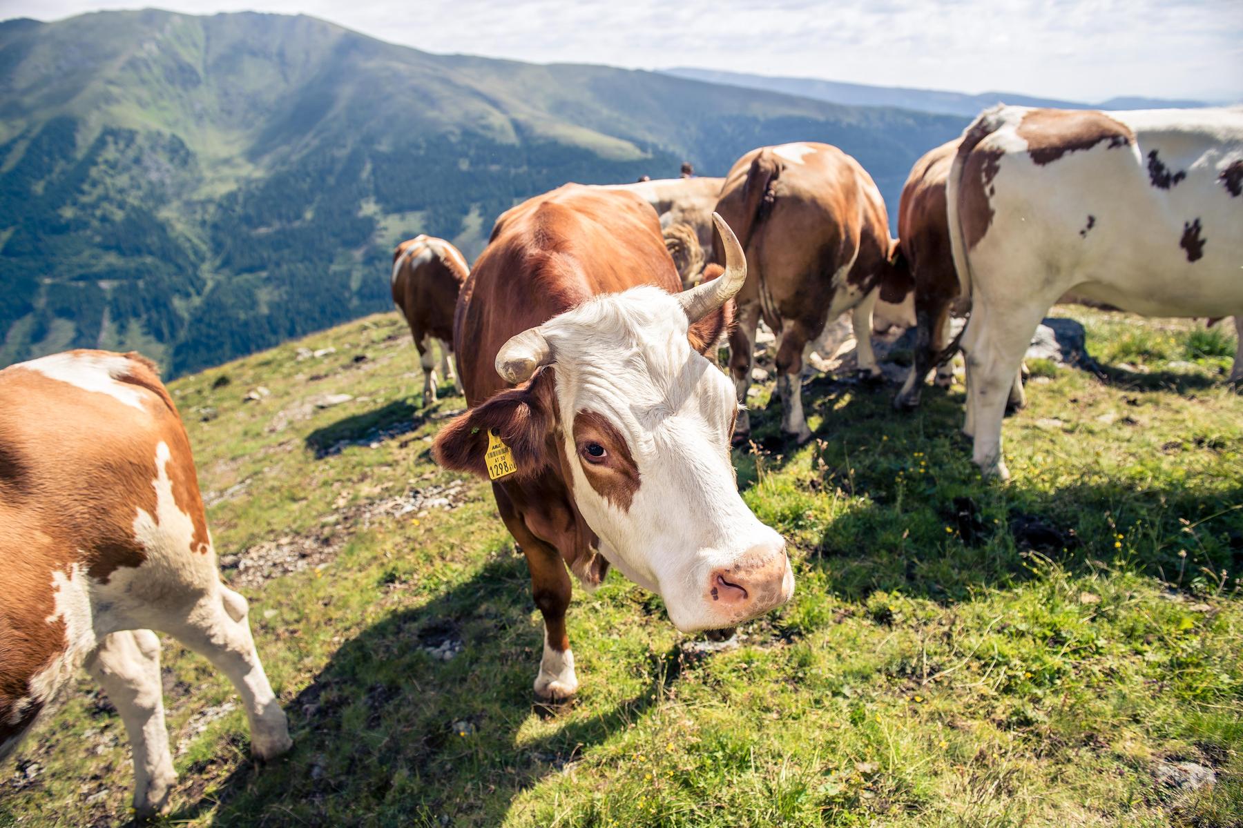 Deutscher Wanderer von Kühen in Tirol angegriffen