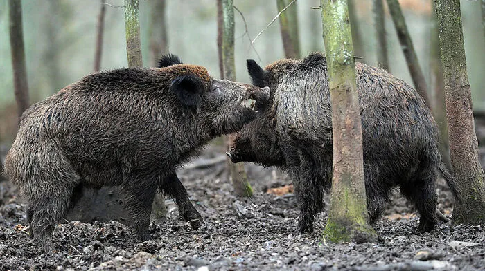 Der Wildschwein-Bestand soll zu hoch sein