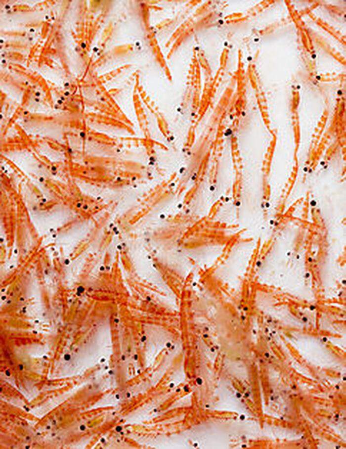 Antarktischer Krill