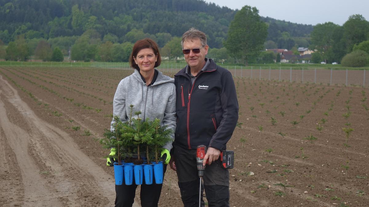 In Bad Blumau wurden Tausende neue Christbäume gepflanzt. „Fertig“ sind sie in rund zehn Jahren