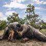Ein getötetes Nashorn im Kruger National Park in Südafrika